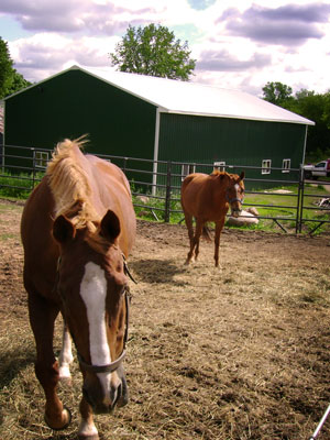 Friendly Horses Two